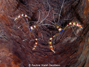 A pair of Banded Coral Shrimp, Stenopus Hispidus in a Gia... by Pauline Walsh Jacobson 